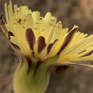 Photographie n°2483519 du taxon Urospermum dalechampii (L.) Scop. ex F.W.Schmidt [1795]