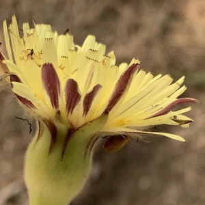 Photographie n°2483520 du taxon Urospermum dalechampii (L.) Scop. ex F.W.Schmidt [1795]