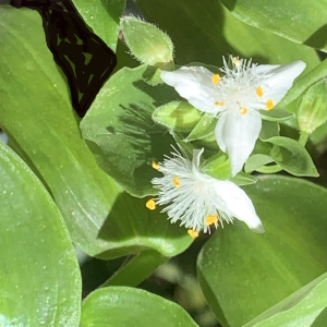 Tradescantia albiflora Kunth (Éphémère de Rio)