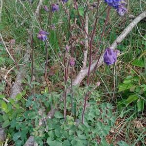 Photographie n°2483560 du taxon Aquilegia vulgaris L.