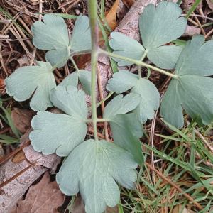 Photographie n°2483562 du taxon Aquilegia vulgaris L.