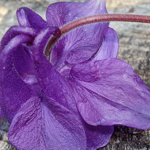 Photographie n°2483566 du taxon Aquilegia vulgaris L.