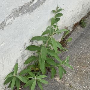 Photographie n°2483574 du taxon Buddleja davidii Franch.