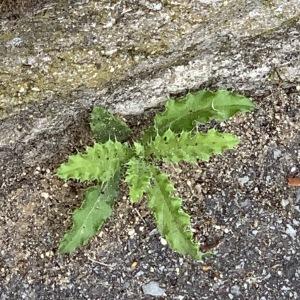 Photographie n°2483579 du taxon Cirsium arvense (L.) Scop.