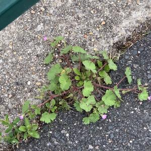 Photographie n°2483585 du taxon Geranium rotundifolium L.