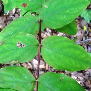 Photographie n°2483620 du taxon Hypericum androsaemum L. [1753]