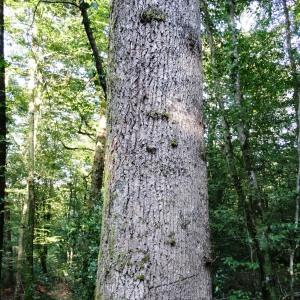 Photographie n°2483626 du taxon Quercus robur L. [1753]