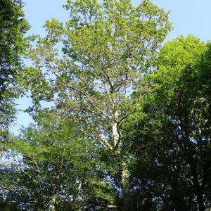 Photographie n°2483628 du taxon Quercus robur L. [1753]