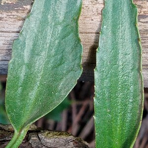 Photographie n°2483675 du taxon Ranunculus flammula L.