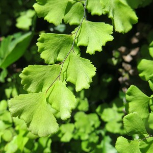 Photographie n°2483677 du taxon Adiantum capillus-veneris L. [1753]