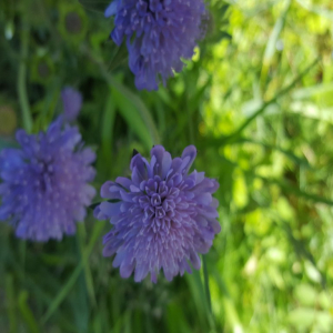 Photographie n°2483681 du taxon Knautia arvensis (L.) Coult. [1828]