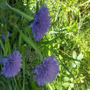 Photographie n°2483684 du taxon Knautia arvensis (L.) Coult. [1828]