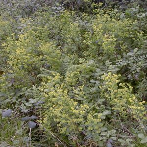 Photographie n°2483716 du taxon Euphorbia amygdaloides L. [1753]