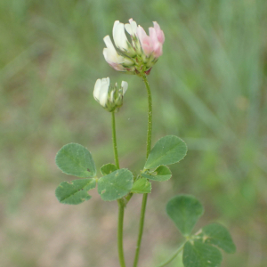 Photographie n°2483734 du taxon Trifolium nigrescens Viv.