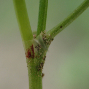 Photographie n°2483739 du taxon Trifolium nigrescens Viv.