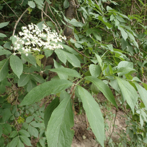 Photographie n°2483743 du taxon Sambucus nigra L.