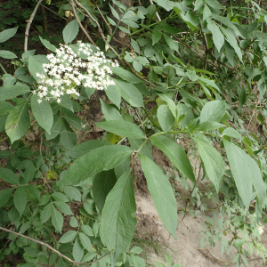 Photographie n°2483747 du taxon Sambucus nigra L.