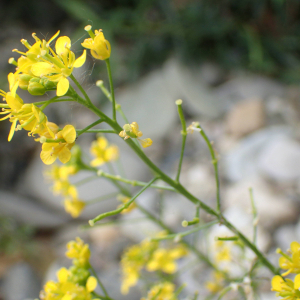 Photographie n°2483759 du taxon Rorippa sylvestris (L.) Besser