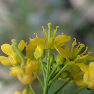 Photographie n°2483761 du taxon Rorippa sylvestris (L.) Besser