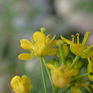 Photographie n°2483763 du taxon Rorippa sylvestris (L.) Besser