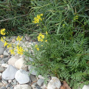 Photographie n°2483766 du taxon Rorippa sylvestris (L.) Besser