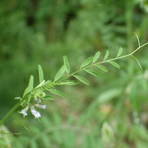 Photographie n°2483768 du taxon Ervilia hirsuta (L.) Opiz