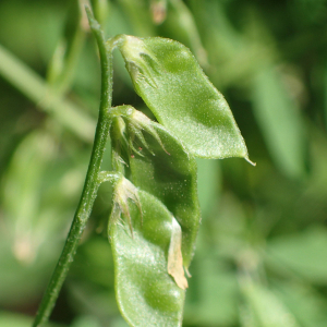 Photographie n°2483769 du taxon Ervilia hirsuta (L.) Opiz