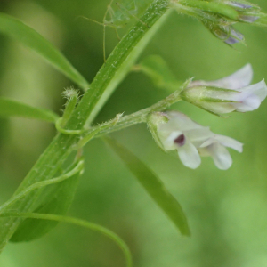 Photographie n°2483773 du taxon Ervilia hirsuta (L.) Opiz