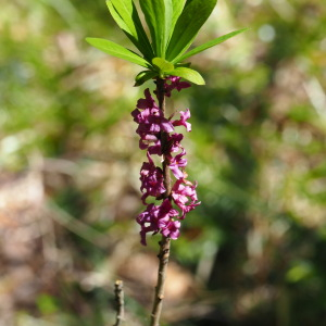 Photographie n°2483841 du taxon Daphne mezereum L. [1753]