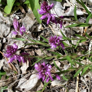  - Polygala comosa Schkuhr [1796]