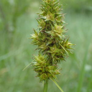 Photographie n°2483850 du taxon Carex otrubae Podp.