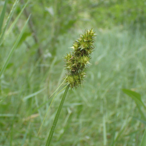 Photographie n°2483853 du taxon Carex otrubae Podp.