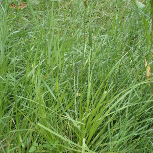 Photographie n°2483857 du taxon Carex otrubae Podp.