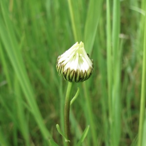 Photographie n°2483869 du taxon Leucanthemum vulgare Lam. [1779]