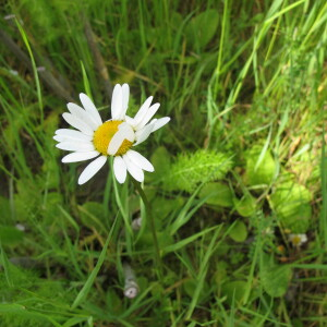 Photographie n°2483871 du taxon Leucanthemum vulgare Lam. [1779]