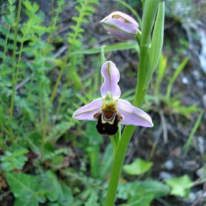 Photographie n°2483873 du taxon Ophrys apifera Huds. [1762]