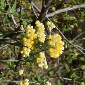 Photographie n°2483922 du taxon Helichrysum stoechas (L.) Moench [1794]