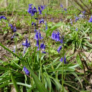 Photographie n°2483936 du taxon Hyacinthoides non-scripta (L.) Chouard ex Rothm. [1944]