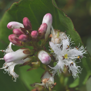 Photographie n°2483949 du taxon Menyanthes trifoliata L.