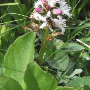 Photographie n°2483950 du taxon Menyanthes trifoliata L.