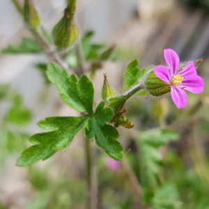 Photographie n°2483967 du taxon Geranium purpureum Vill.