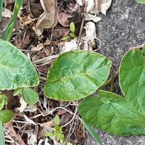 Photographie n°2484021 du taxon Calystegia sepium (L.) R.Br.