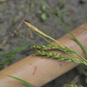 Photographie n°2484071 du taxon Carex sylvatica Huds.