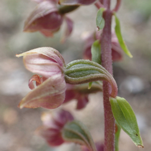 Photographie n°2484159 du taxon Epipactis helleborine (L.) Crantz