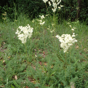 Photographie n°2484177 du taxon Filipendula vulgaris Moench