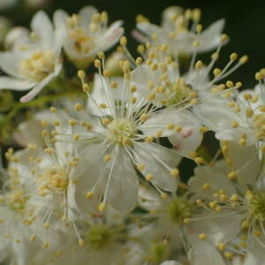 Photographie n°2484178 du taxon Filipendula vulgaris Moench