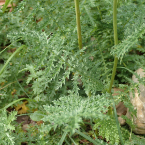 Photographie n°2484181 du taxon Filipendula vulgaris Moench