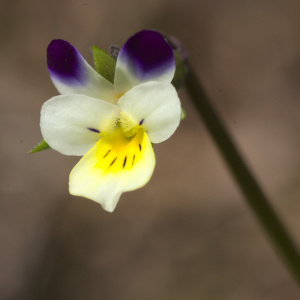 Photographie n°2484190 du taxon Viola arvensis Murray [1770]