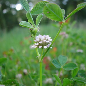  - Trifolium cernuum Brot. [1816]