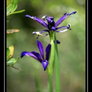 Photographie n°2484224 du taxon Iris spuria L. [1753]